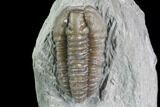 Bargain, Flexicalymene Trilobite - Mt Orab, Ohio #85614-2